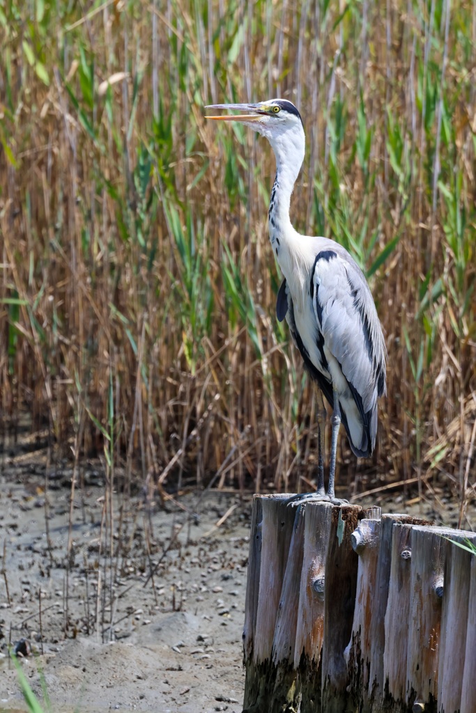 きらら浜自然観察公園にて