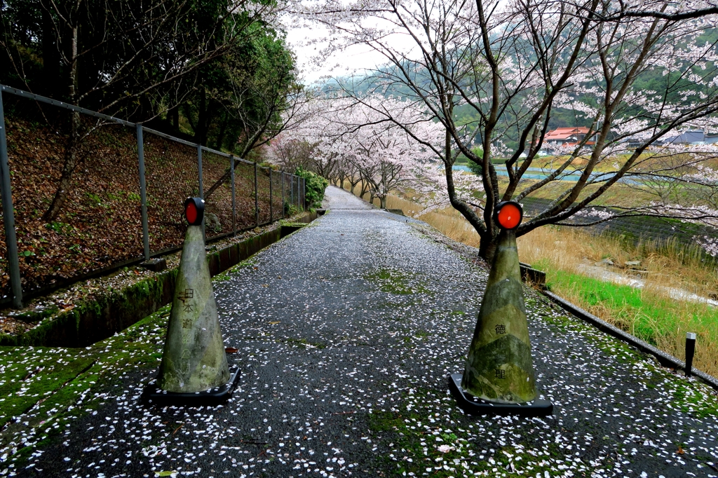 桜トンネルの入り口！