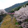 桜探しの旅！