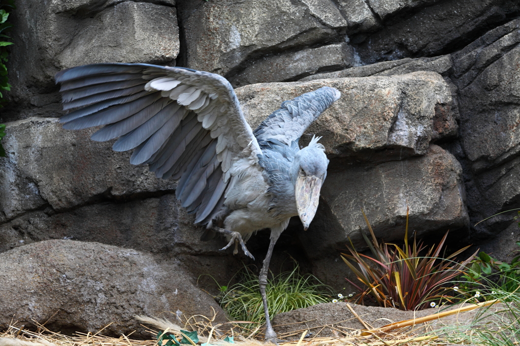 動かぬ鳥？01