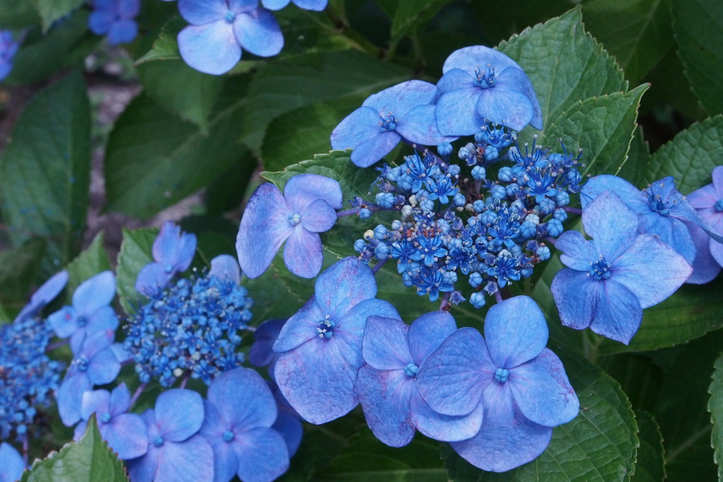 紫陽花