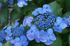 紫陽花
