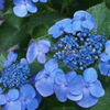 紫陽花