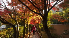 差し込む光が紅葉を演出する