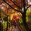 差し込む光が紅葉を演出する