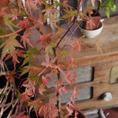 哀愁漂う紅葉