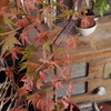 哀愁漂う紅葉