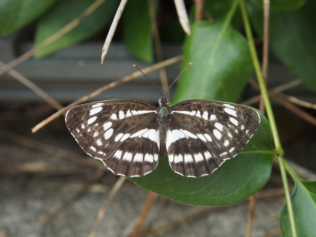 P8101300