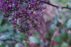 紫色の花