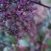 紫色の花