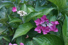 一味変わった紫陽花