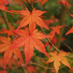 箱に収めた