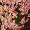 PC010453