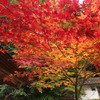紅葉の炎