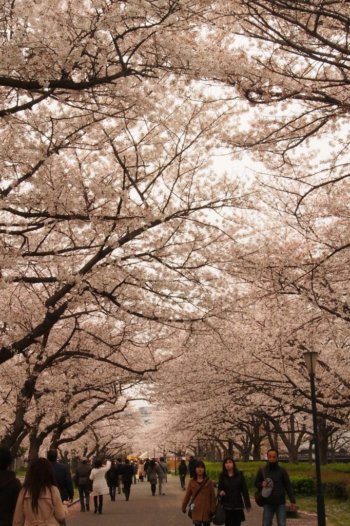 桜並木の蛇行