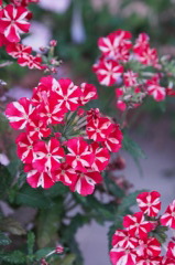花火
