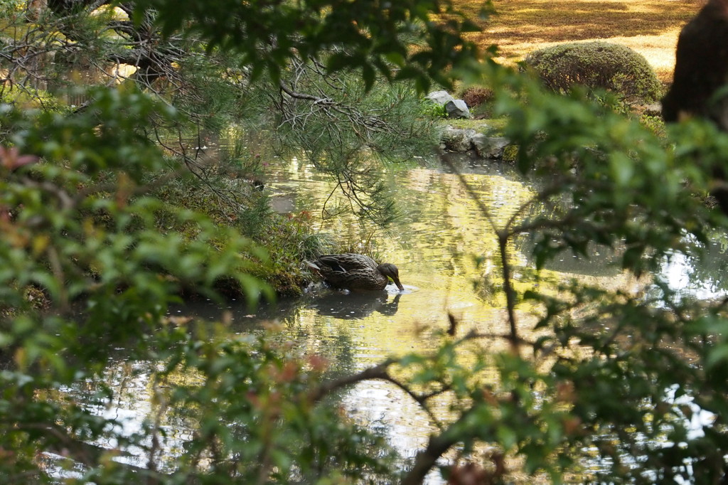 鴨のつくる波紋