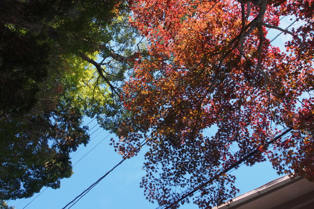 紅葉の虹