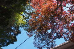 紅葉の虹