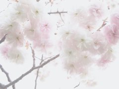 DSCN1088