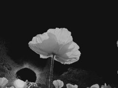 DSCN1022