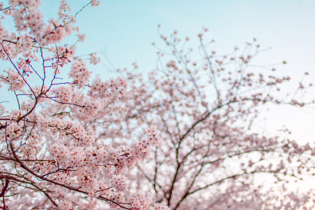 sakura