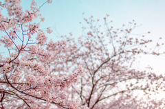 sakura