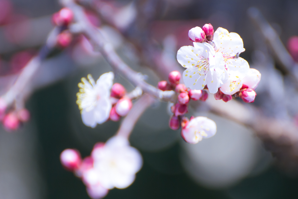 梅の花
