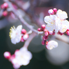 梅の花