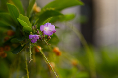 道ばたの花