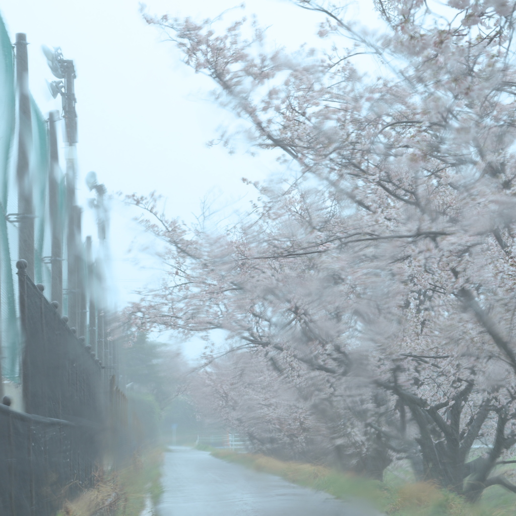 雨と風とサクラと