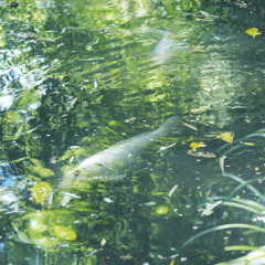 a green pond