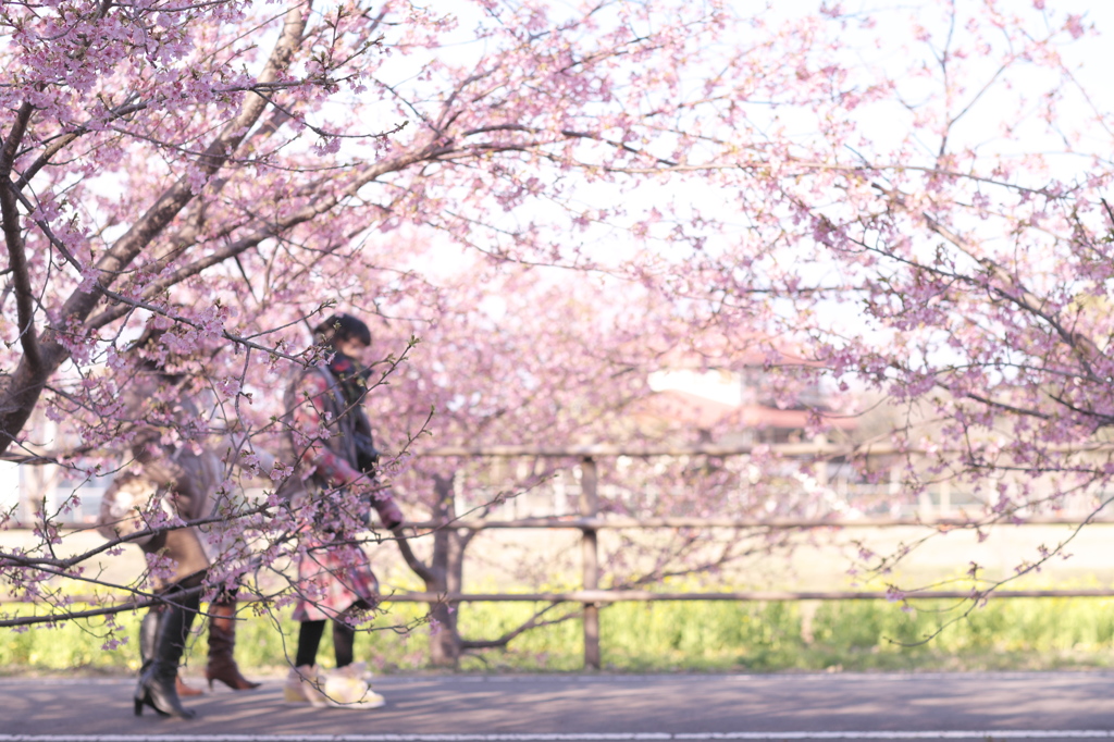 cherry blossoms