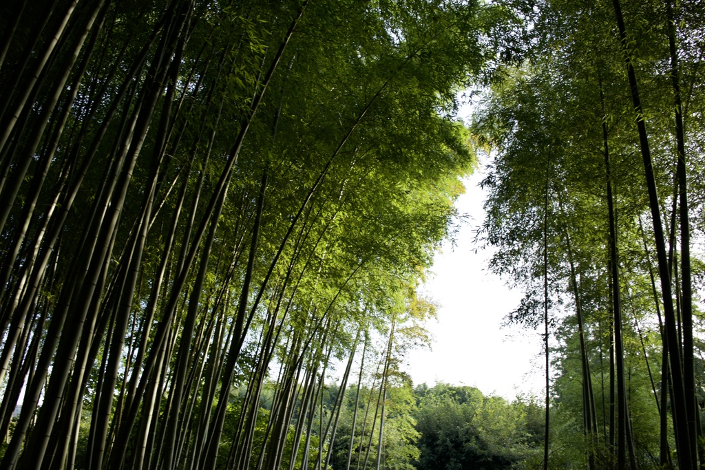 嵐山 竹林