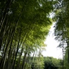 嵐山 竹林
