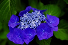 グランブルーっ紫陽花