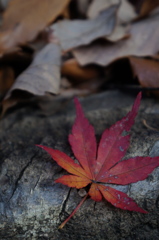 紅葉