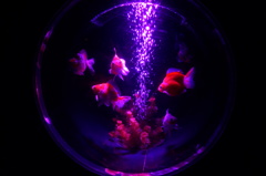 アクアリウム１１