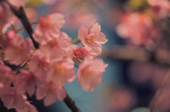 河津桜1