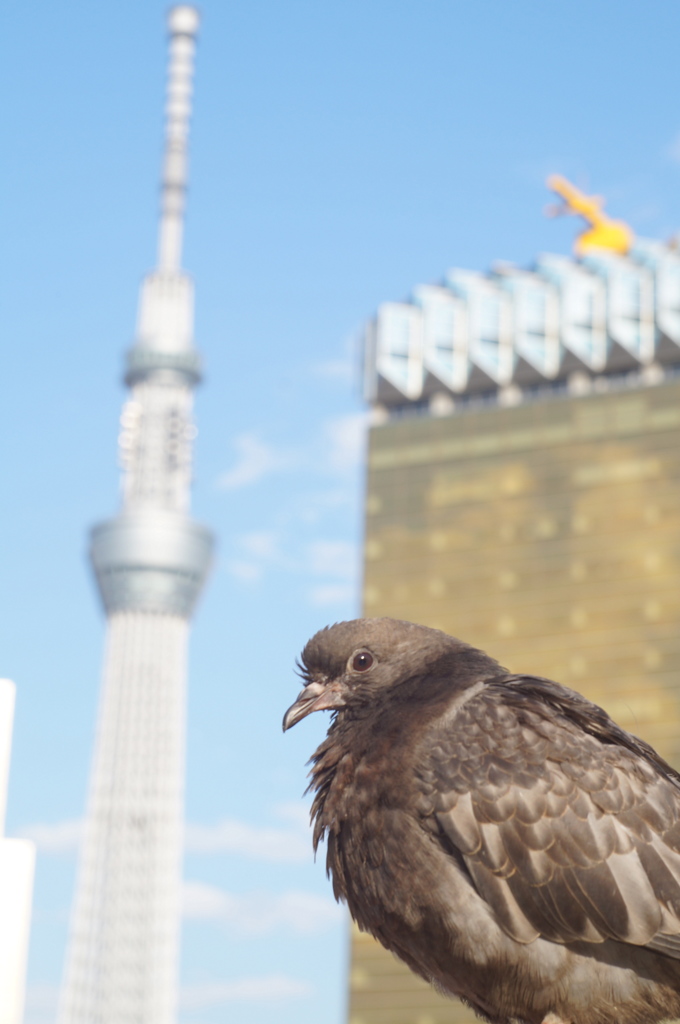 浅草にて