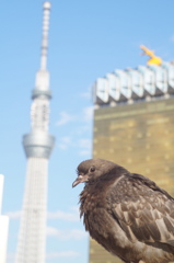 浅草にて