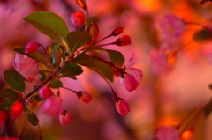 夜桜１