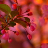 夜桜１