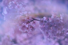 河津桜2