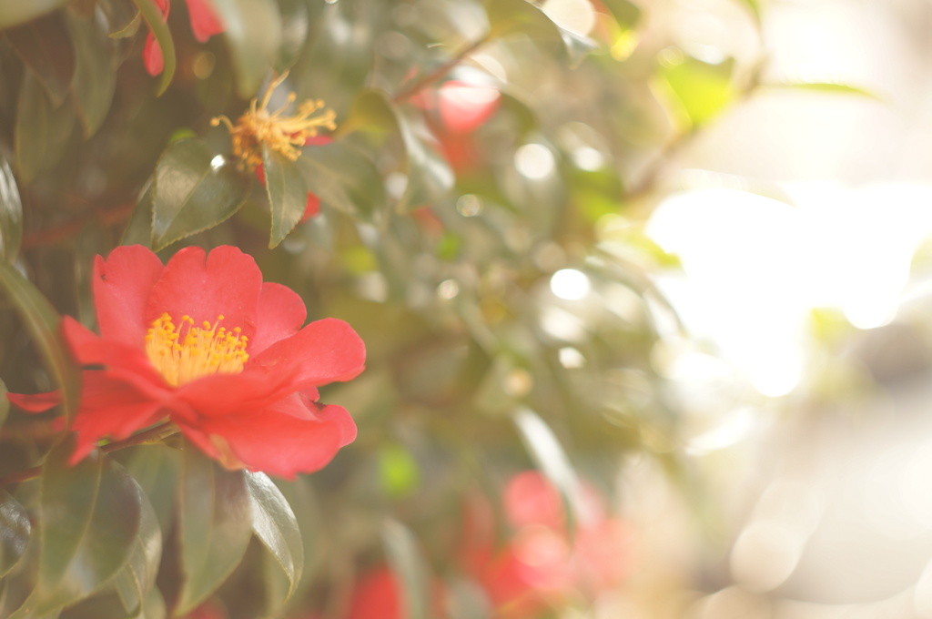 山茶花