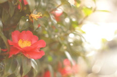 山茶花