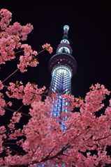 桜とスカイツリー2015_1