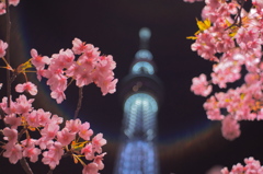 桜とスカイツリー2015_2