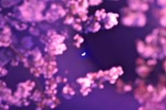 夜桜と月