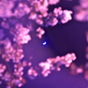 夜桜と月